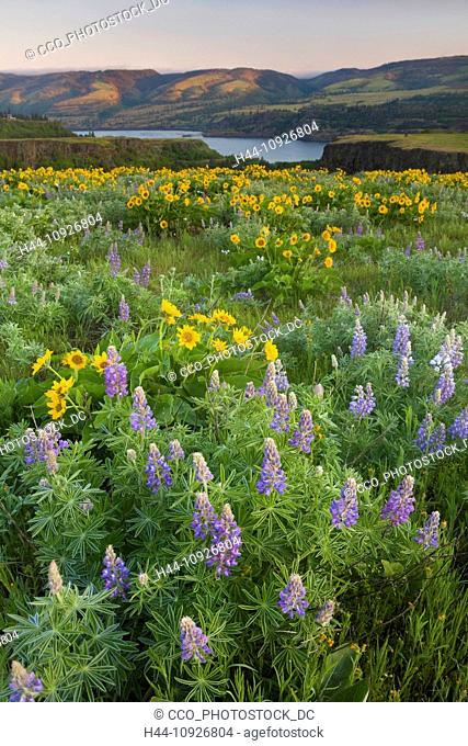 Balsamroot, Balsamorhiza deltoidea, Columbia River, Gorge, blossoms, blooms, bloom, flowers, flora, yellow, showy, Rowena overlook, Oregon, USA, United States