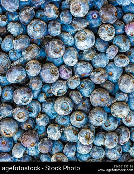 Edge to edge background of a freshly harvested ripe blueberries, ready to go to washing and packaging right from the field