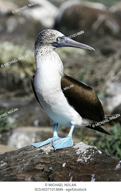 Blue-footed booby Sula nebouxii in the Galapagos Island Group, Ecuador The Galapagos are a nest and breeding area for blue-footed boobies