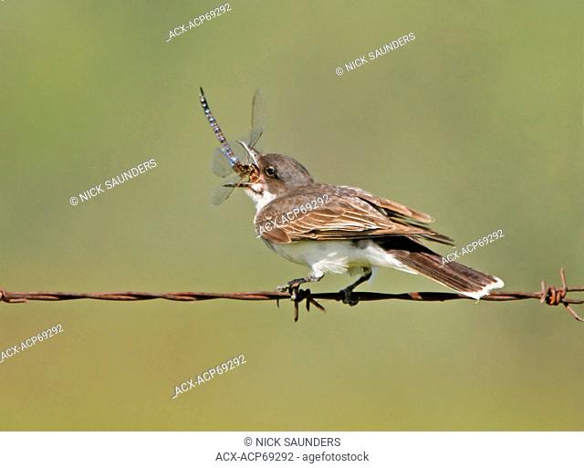 An Eastern Kingbird (Tyrannus tyrannus) eating a Dragonfly, perched on barbed wire, near Saskatoon, SK