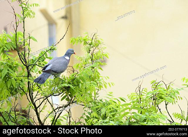 Common Woodpigeon (Columba palumbus), adult perched on Japanese pagoda tree (Styphnolobium japonicum). Birds begin to occupy the empty spaces due to the...