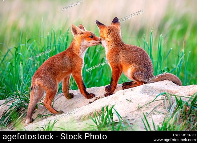 Red fox, vulpes vulpes, small young cubs near den playing. Cute little wild predators in natural environment. Brotherhood of animals in wilderness