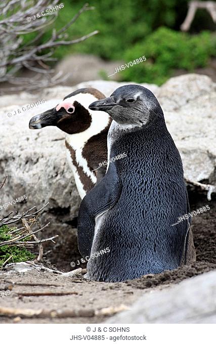 Jackass Penguin, Spheniscus demersus, Boulder, Simon's Town, South Africa, Africa, adult and subadult on rock