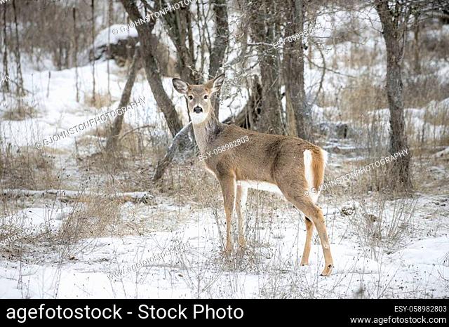 A white tailed deer stands in a snowy field in Ione, Washington