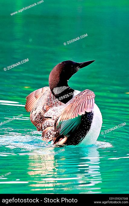 Closeup view of a common loon breaching the water