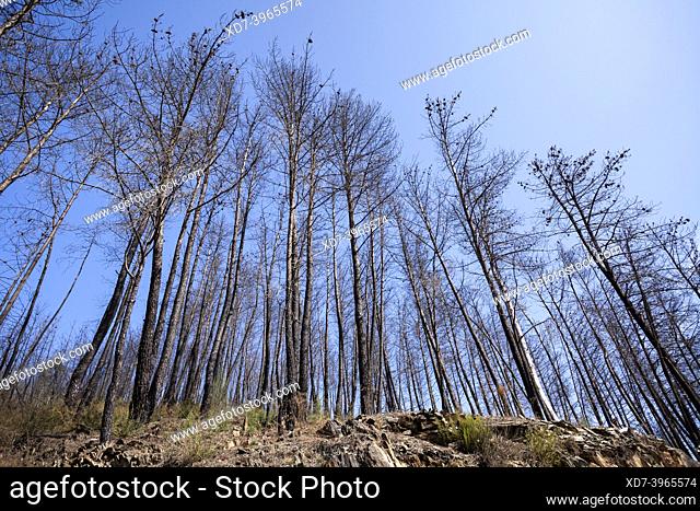 Europe, Portugal, District of Coimbra, Near Góis, Hillside with the Remains of Pine Trees Burned during the devastating Fires of 2017