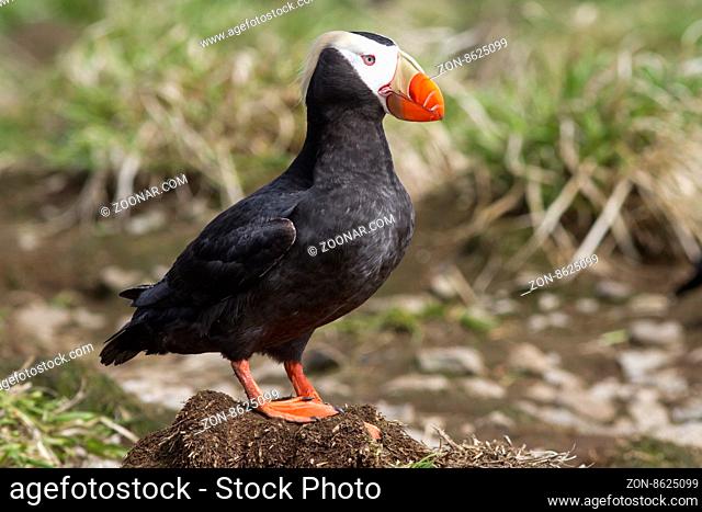 tufted puffin sitting on a hummock near Colony