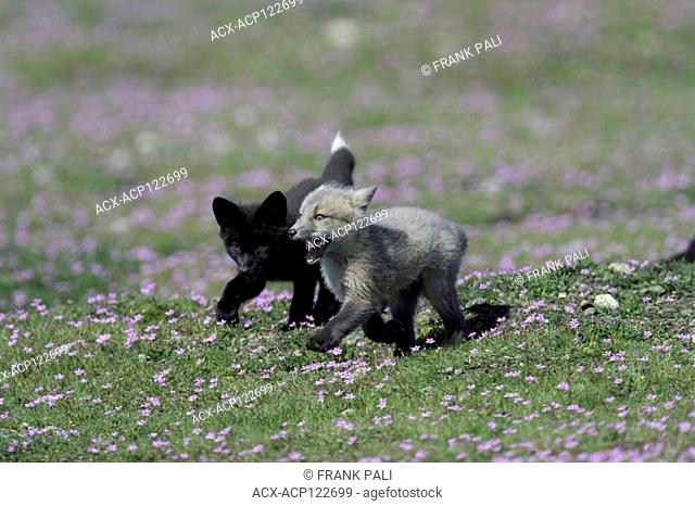 The cross fox is a partially melanistic colour variant of the red fox (Vulpes vulpes) which has a long dark stripe running down its back