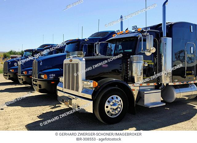 Four buffed and glossy trucks, California, USA