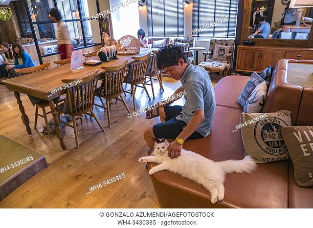 Cat cafe Mocha Lounge, Ikebukuro district, Toshima, Tokyo, Japan, Asia
