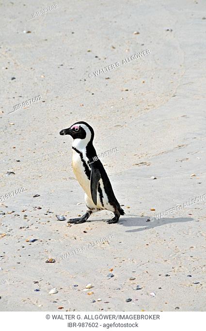African Penguin (Speniscus demersus) at Boulders Beach, Simon's Town, Western Cape Province, South Africa