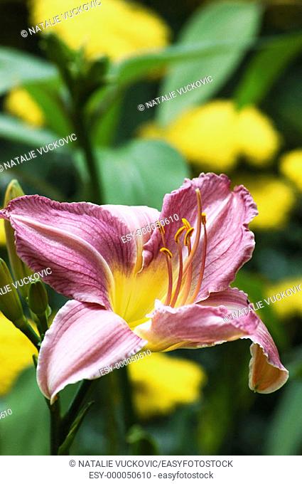Day-lily (Hemerocallis sp.). Denver Botanical Gardens, Colorado. USA