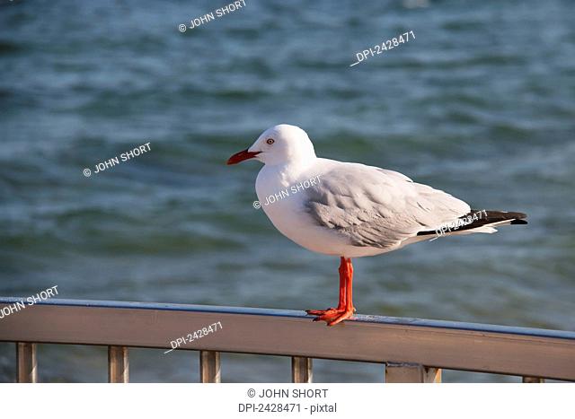 Bird perched on a railing at the water's edge; Brisbane, Queensland, Australia