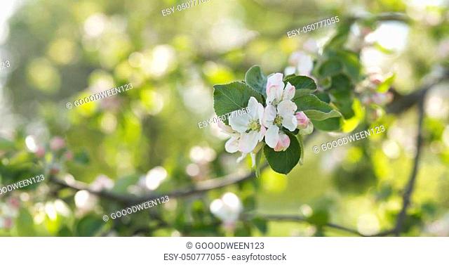 blossoming apple tree in a garden on a warm summer day, wide photo