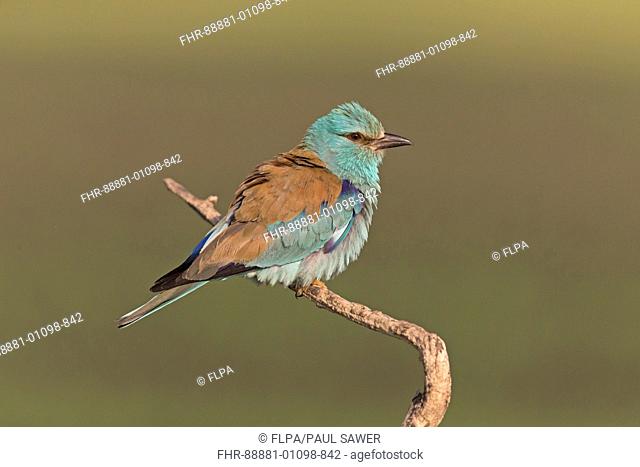 European Roller (Coracias garrulus) adult, perched on twig, fluffing out feathers, Hortobagy N.P., Hungary, May