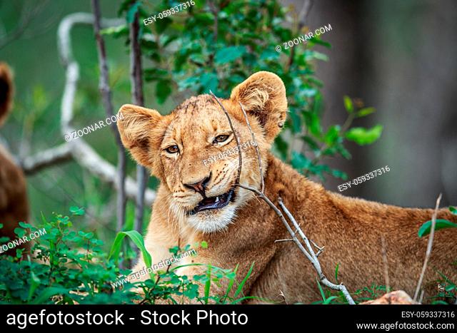 Lion cub chewing on a stick in the Kruger National Park, South Africa