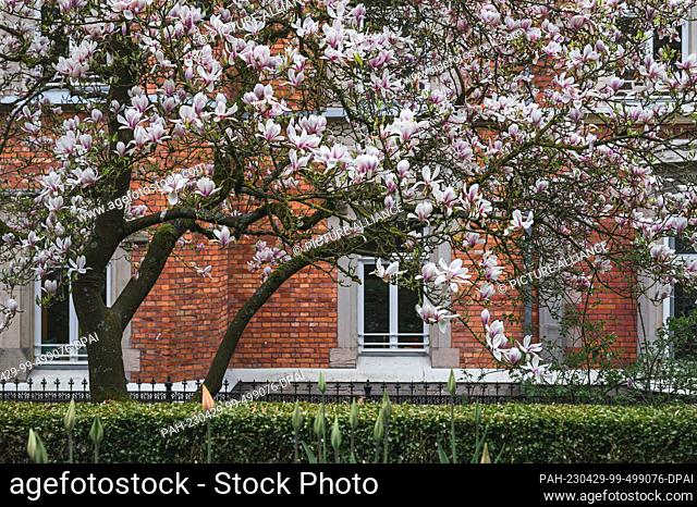29 April 2023, Bavaria, Coburg: A magnolia blossoms in front of a brick house. Intermittent showers and isolated thunderstorms are to be expected in many places...