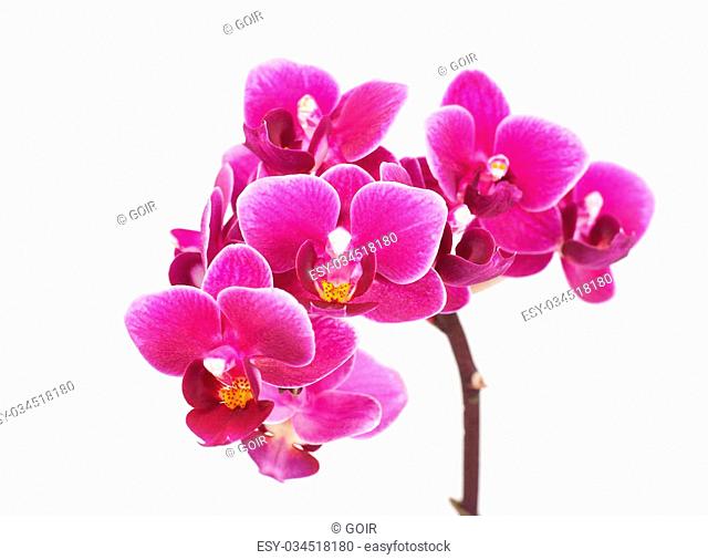 Purple orchid isolated on white