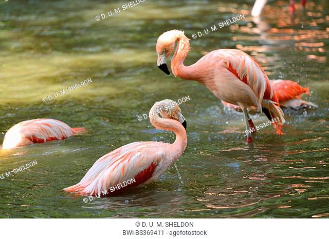 Greater flamingo, American flamingo, Caribbean Flamingo (Phoenicopterus ruber ruber), taking a bath in spring