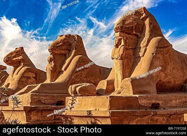 Ram sphinxes in front of the 1st pylon with the statue of Ramses II between the legs, Karnak Temple, Luxor, Thebes, Egypt, Luxor, Thebes, Egypt, Africa