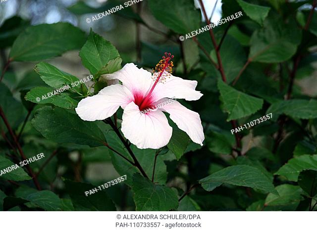 03.09.2018, Italy, Taormina: Hibiscus blossoms in the Giardino Pubblico in Taormina. The approximately three-acre site belonged to members of the small English...