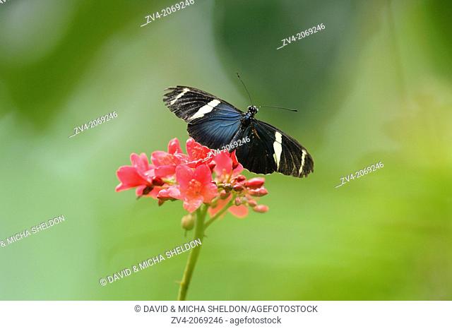 Close-up of a Sara Longwing (Heliconius sara) butterfly