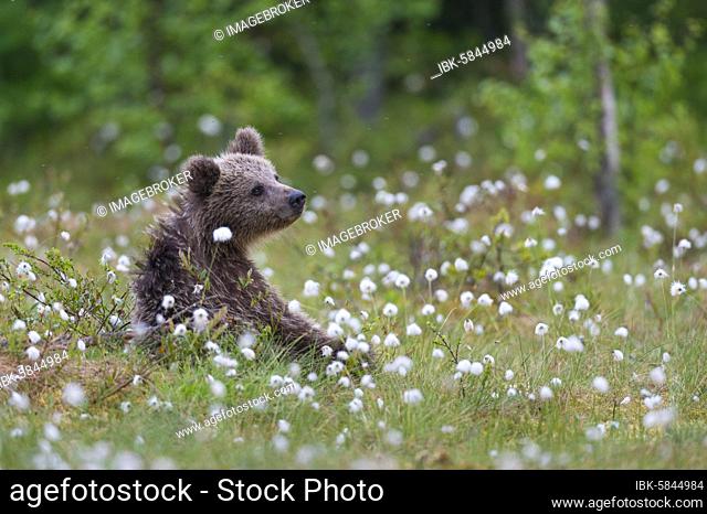 Brown bear (Ursus arctos) in a bog with fruiting cotton grass, Suomussalmi, Karelia, Finland, Europe