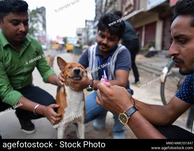 A volunteer of an NGO named Pawsome is trying to catch a dog with a net to administrate the Anti-Rabies Vaccine (ARV) to street dogs during a special campaign...