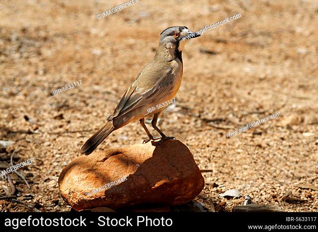 Crested Bellbird (Oreoica gutturalis) adult, perched on rock, Red Centre, Northern Territory, Australia, Oceania
