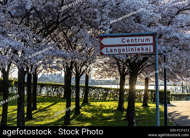 Copenhagen, Denmark Cherry blossoms in the Langelinie park in downtown and the Iver Huitfeldt Memorial, Ivar Huitfeldt mindesmærke