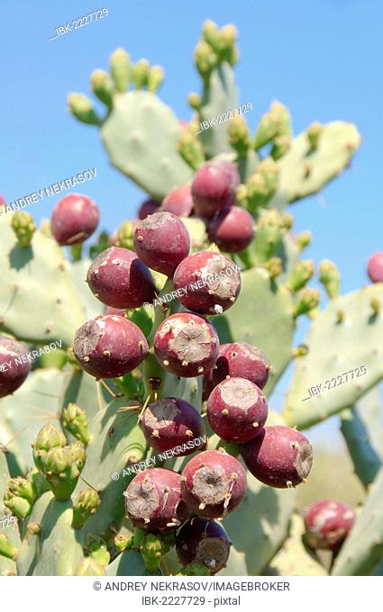 Indian fig opuntia, Barbary fig, or Prickly pear (Opuntia ficus-indica) with ripe fruits, Tunis, Africa