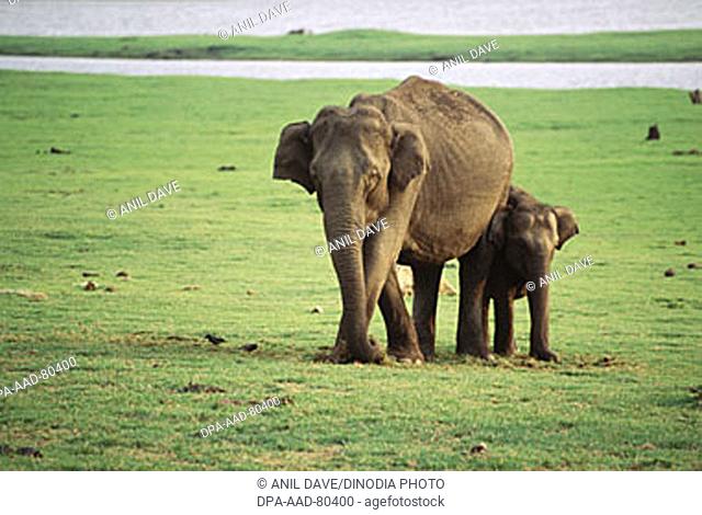 Elephant and Young Baby  Elephas , Kabini , Karnataka , India