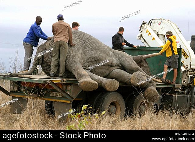 African Elephant (Loxodonta africana) bull loaded onto truck, being relocated to Kwa-Zulu Natal park, Sabi Sand G. R. South Africa, umsiedeln, wird umgesiedelt