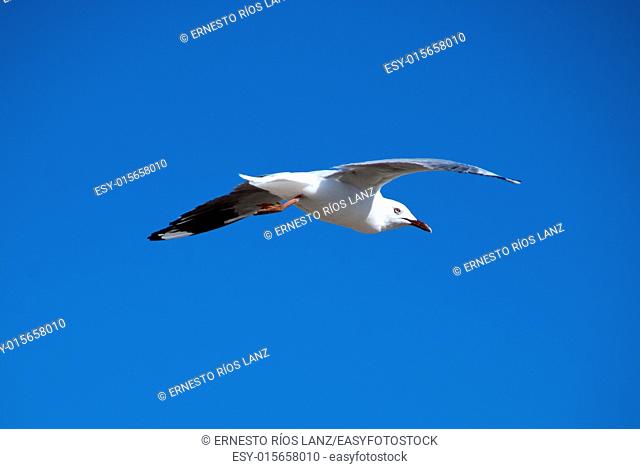 Seagulls are wading birds usually with white plumage and back ashy, orange beak, living on the shores and feed on fish. Gulls belong to the family Laridae order...