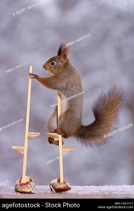 red squirrel is holding on to stilts with shoes