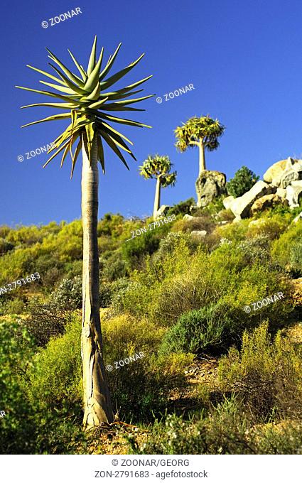 Bastardköcherbaum Aloe pillansii, Namaqualand, Südafrika / Giant Quiver Tree, Kokerboom, Aloe pilansii, Namaqualand, South Africa