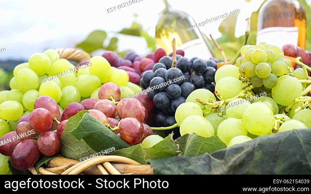 A composition of freshly harvested, large-berried table wine grapes variety with wine bottles in a wicker basket