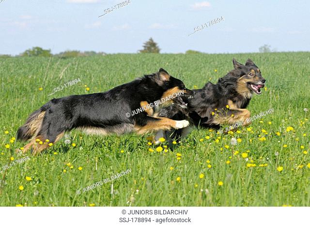 Australian Shepherd. Two adults running on a meadow