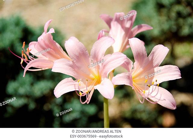 Resurrection lily, Lycoris squamigera