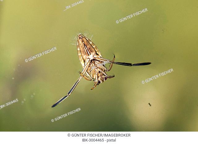 Common Backswimmer (Notonecta glauca), ventral side