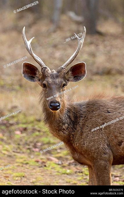 Sambar deer (Rusa unicolor), portrait of an adult male, Tadoba National Park, Maharashtra, India, Asia