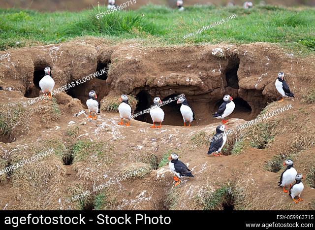 The atlantic puffin lives on the ocean and comes for nesting and breeding to the shore - They are seen in big numbers on Iceland