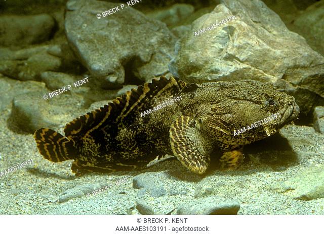 Oyster Toadfish (Opsanus tau) NJ