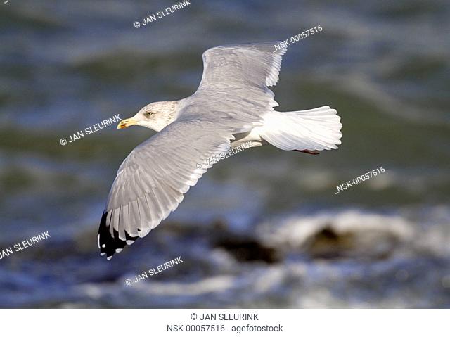 European Herring Gull (Larus argentatus) flying along the coastline, The Netherlands, Zeeland, Brouwersdam