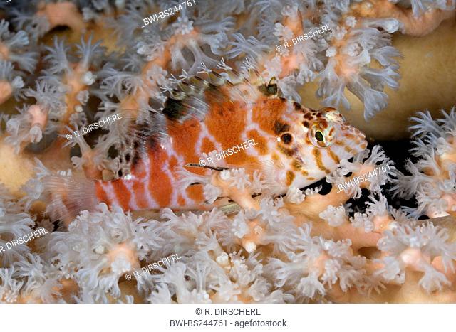 threadfin hawkfish (Cirrhitychthys aprinus), between soft corals, Indonesia, Western New Guinea, Raja Ampat