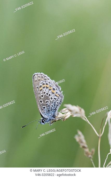 Silver-studded Blue, Plebejus argus . Silver-studded Blue, Plebejus argus. Host plants: Fabaceae, Ericaceae. Adults fly May-September in warm areas