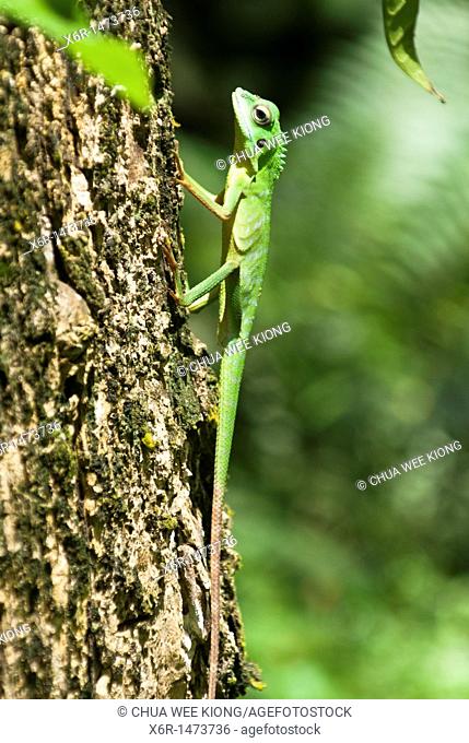 Chameleon, Green Crested Lizard from Skudup, Kuching, Sarawak, Malaysia