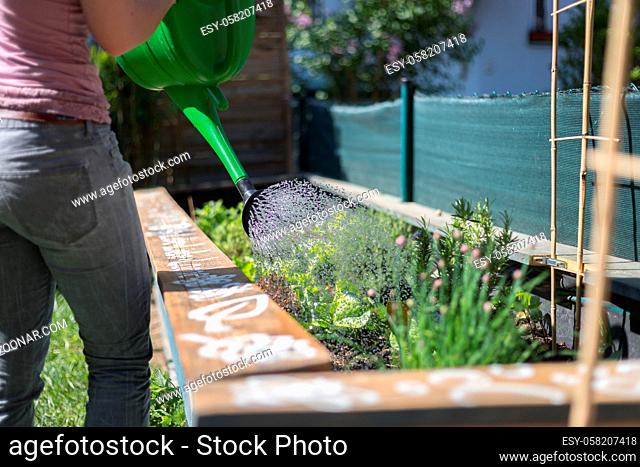 Watering vegetables and herbs in raised bed. Fresh plants and soil