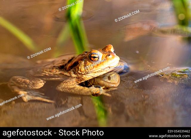 Common toad or European-toad, Bufo bufo in natural environment, floating on spring pond, showing his orange eyes - Czech Republic, Europe wildlife