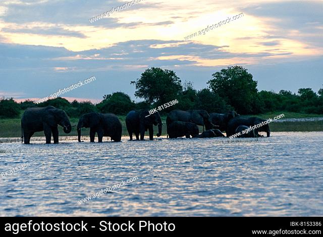 African elephant (Loxodonta africana) Elephant family drinking and bathing on the Chobe River, boat safari on the border river of Botswana and Namibia